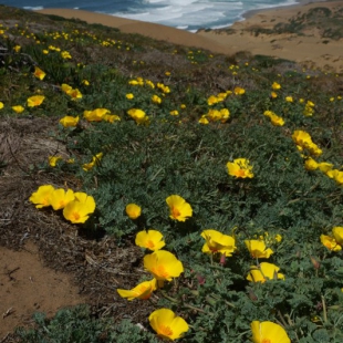 Eschscholtzia californica (coastal form)